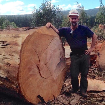 Knysna's oak trees are dying